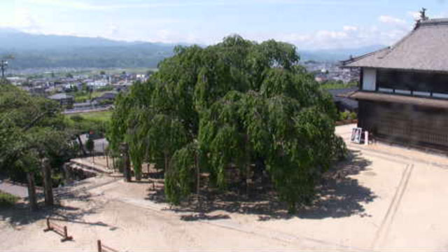 参考画像