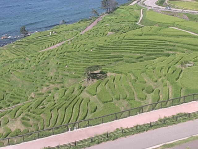 参考画像
