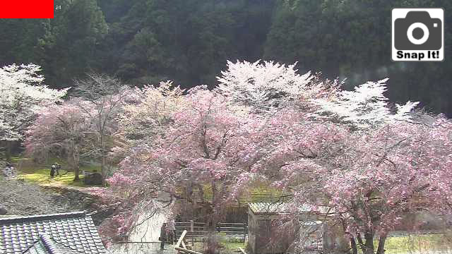 川上村役場 桜ライブキャスト あきつの小野公園 Webカメラまっぷ