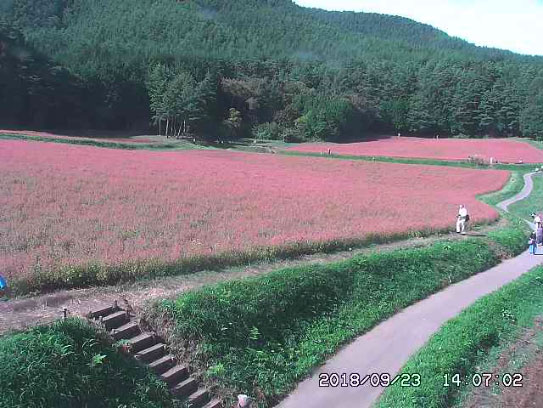 参考画像