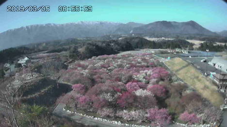 いなべ市農業公園 梅まつり会場の現在の開花状況 右 Webカメラまっぷ