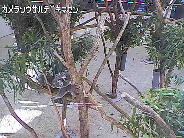 参考画像